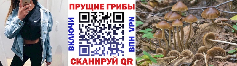 купить   Верхний Тагил  Псилоцибиновые грибы MAGIC MUSHROOMS 